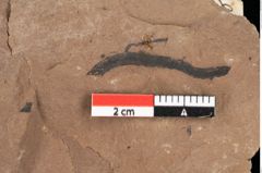 Foto (Detailansicht) von Phragmites oeningensis Braun (NHMW-GEO-2024-0188-0369)